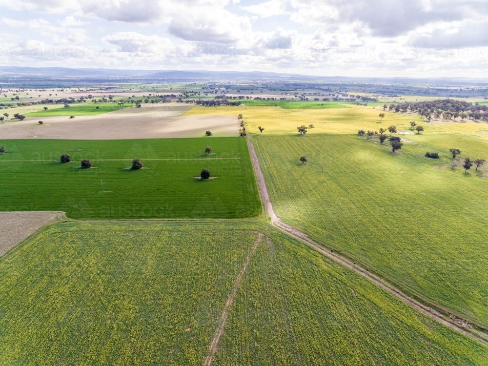 Canola Crops - Australian Stock Image