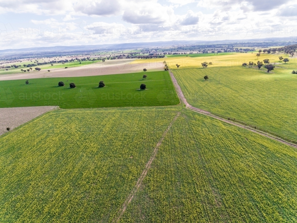 Canola Drone Photo - Australian Stock Image