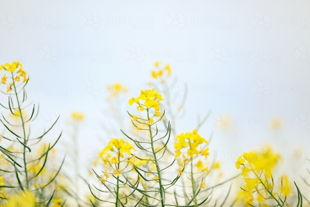 Canola field in full bloom close up image of individual blooms - Australian Stock Image