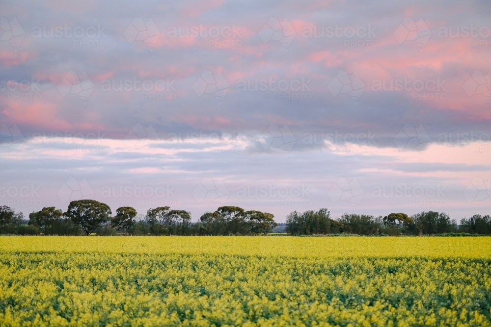 Canola field in full bloom under pink sunset sky - Australian Stock Image