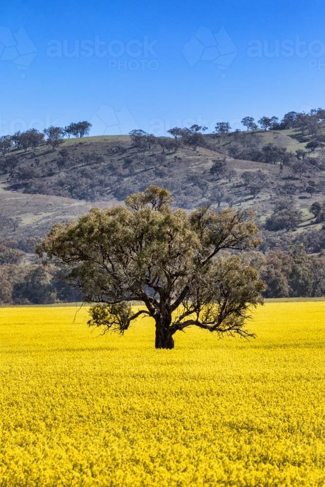 Canola field with large tree, hill & blue sky - Australian Stock Image