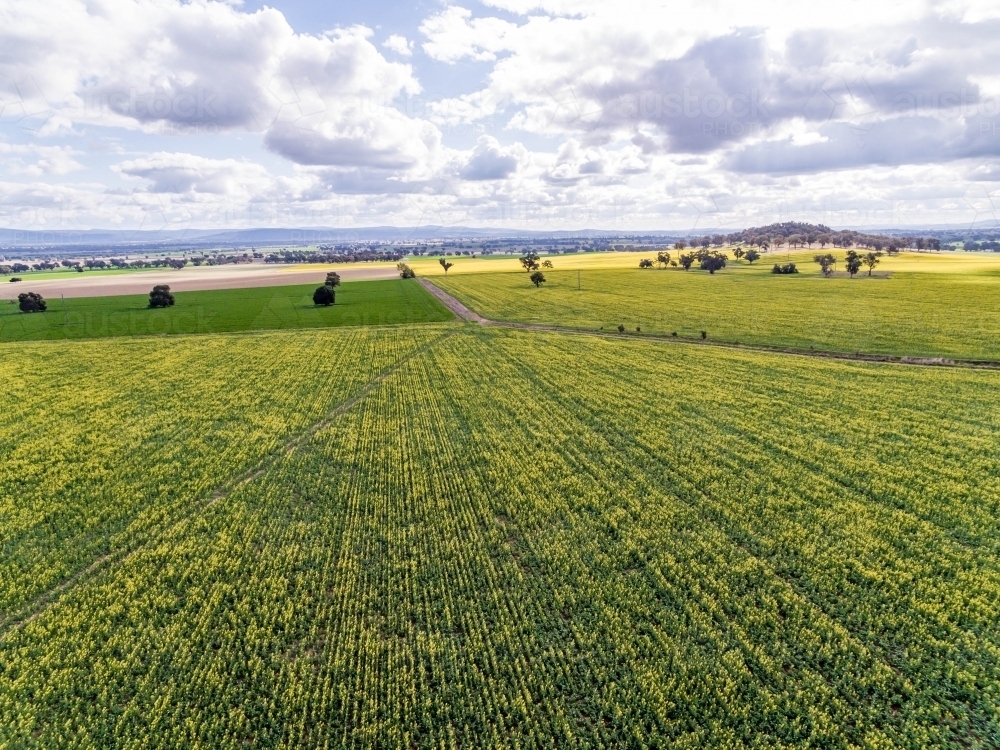 Canola Field with trees - Australian Stock Image