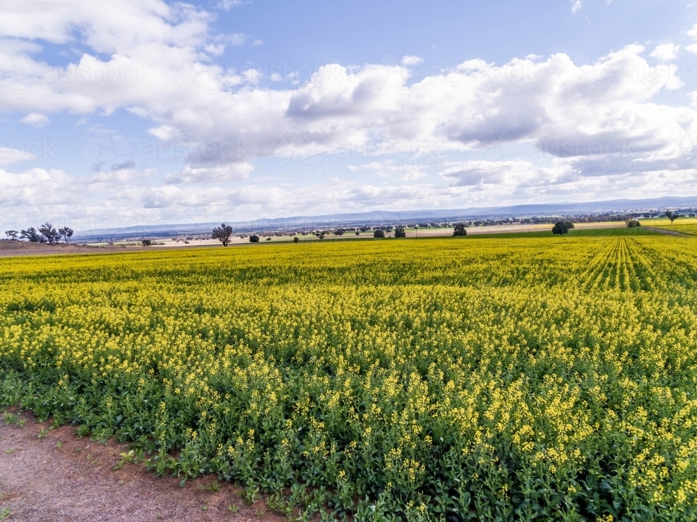 Canola Fielding flower - Australian Stock Image