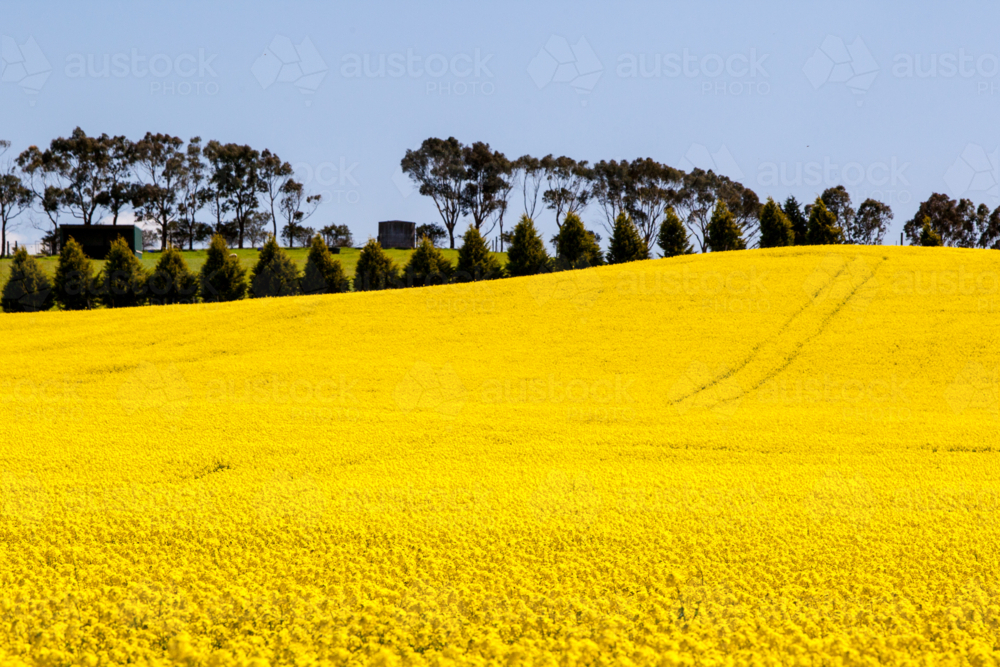 Canola fields shine on a clear sunny day near Creswick in the Victorian goldfields, Australia - Australian Stock Image