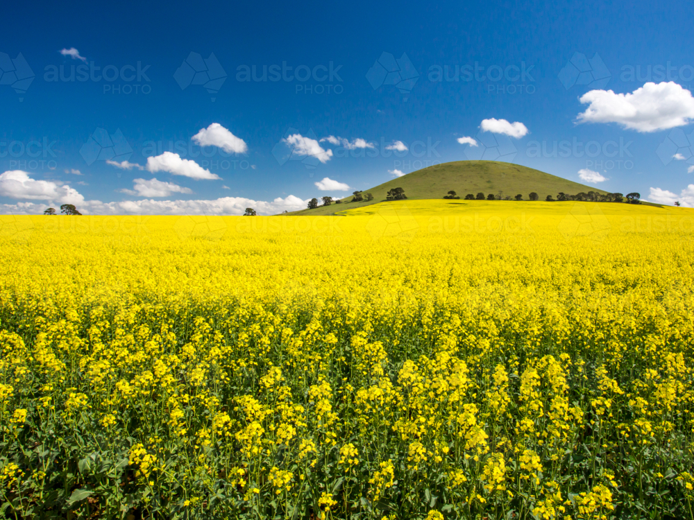 Canola fields shine on a clear sunny day near Smeaton in the Victorian goldfields, Australia - Australian Stock Image