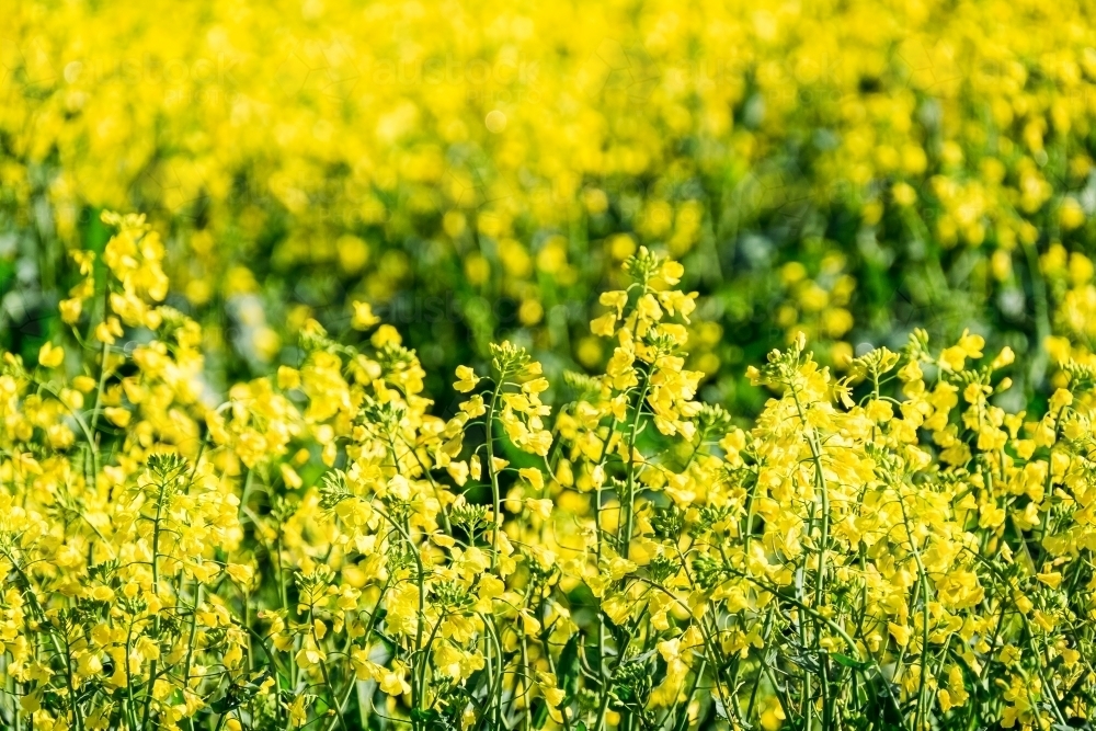 Canola flowers in paddock ready to harvest - Australian Stock Image