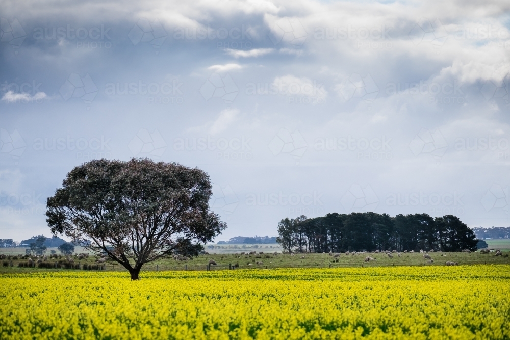 Canola paddocks and sheep grazing - Australian Stock Image