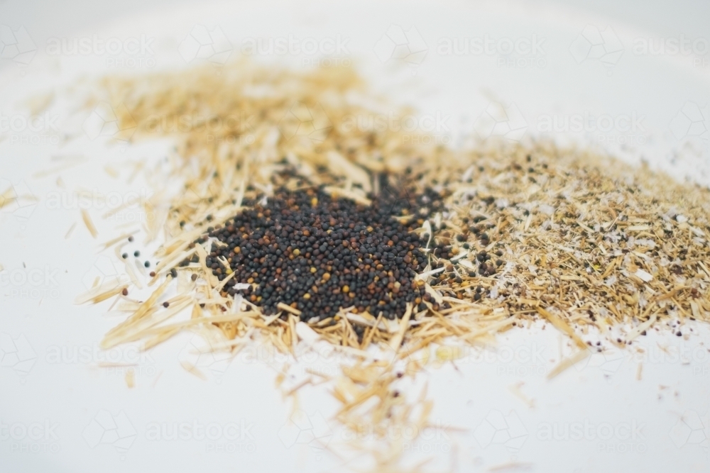 Canola seed and husk after harvest in Western Australia - Australian Stock Image