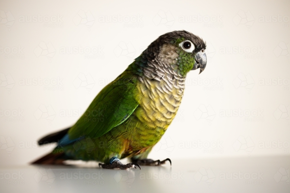captive Green Cheek Conure with a blue leg ring(Pyrrhura molinae) - Australian Stock Image