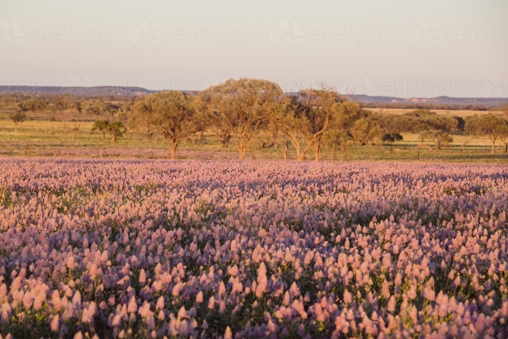 Carpet of native flowers - Australian Stock Image