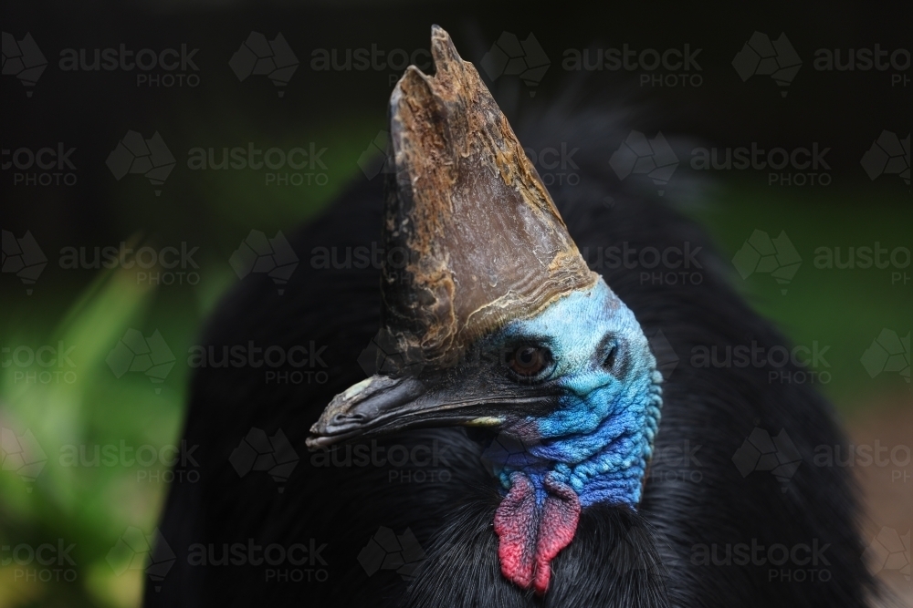 Cassowary - Australian Stock Image