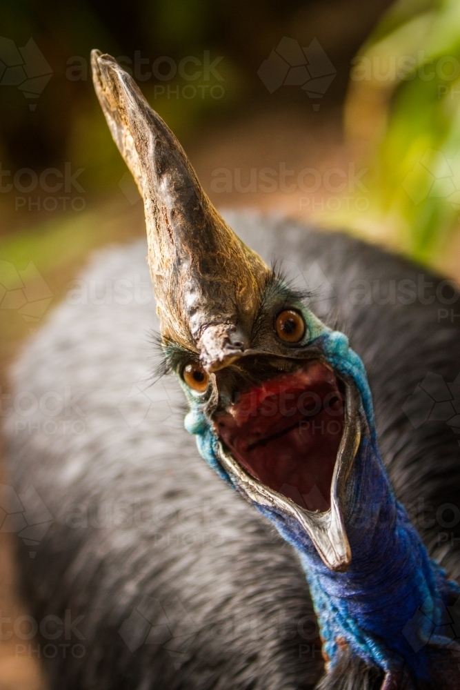 Cassowary Close Up with Mouth Open - Australian Stock Image