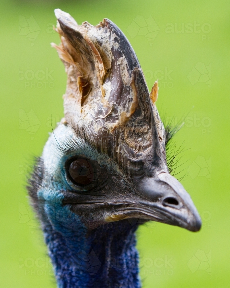 Cassowary Crest - Australian Stock Image