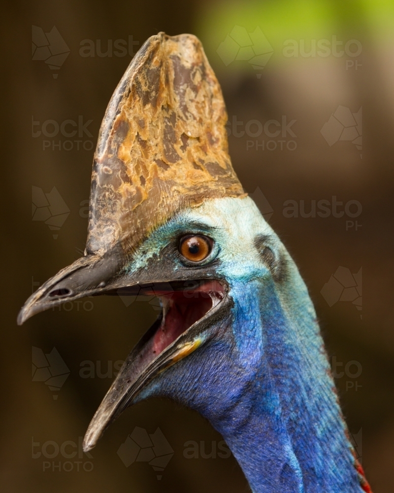 Cassowary Head and Crest - Australian Stock Image