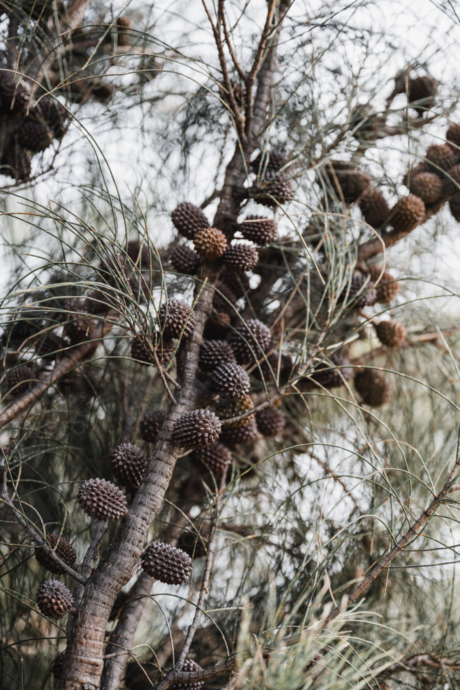 casuarina seed pods in the canopy - Australian Stock Image