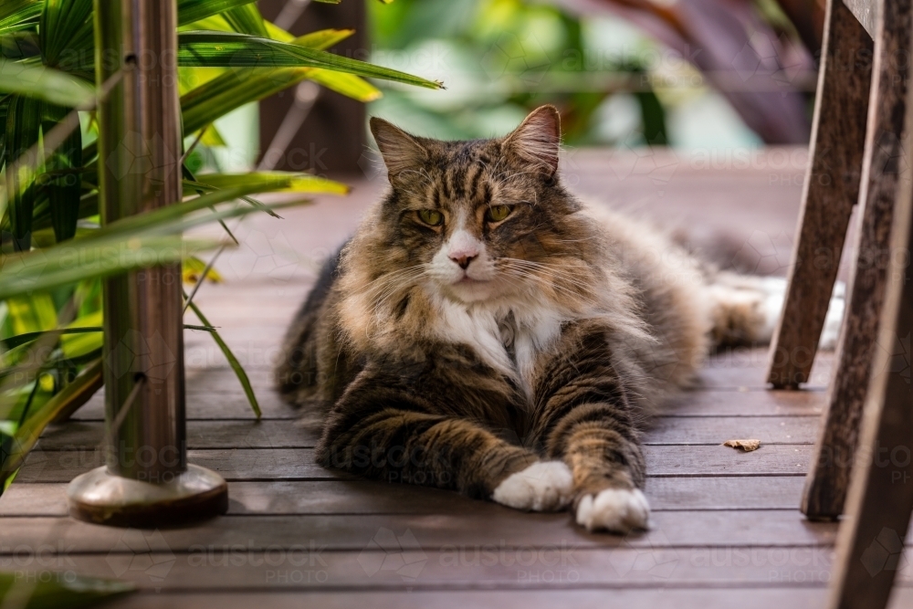 cat on veranda - Australian Stock Image