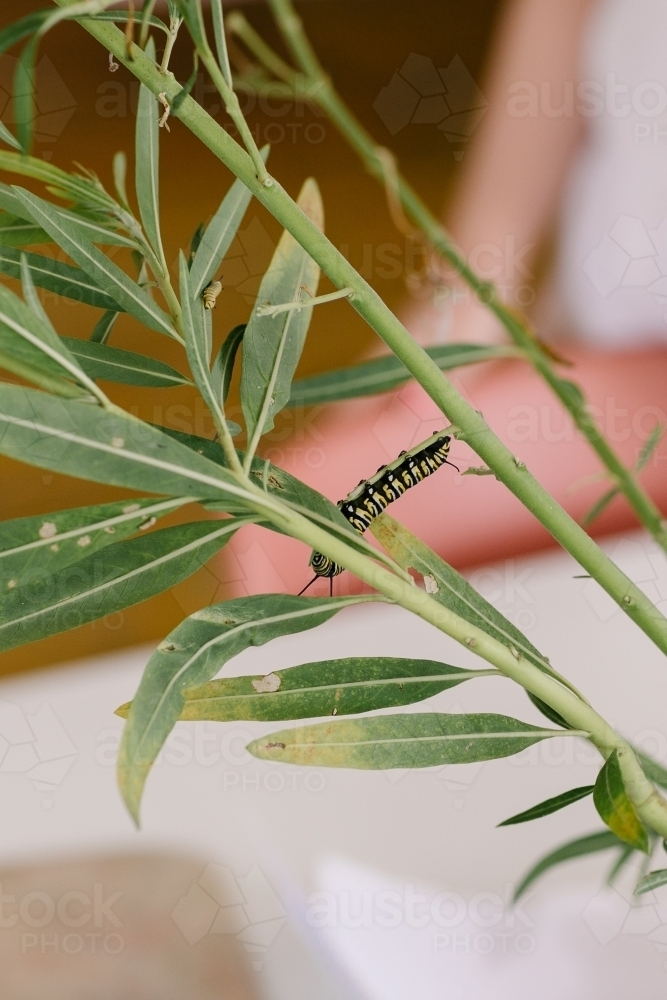 Caterpillar crawling on backyard plant - Australian Stock Image