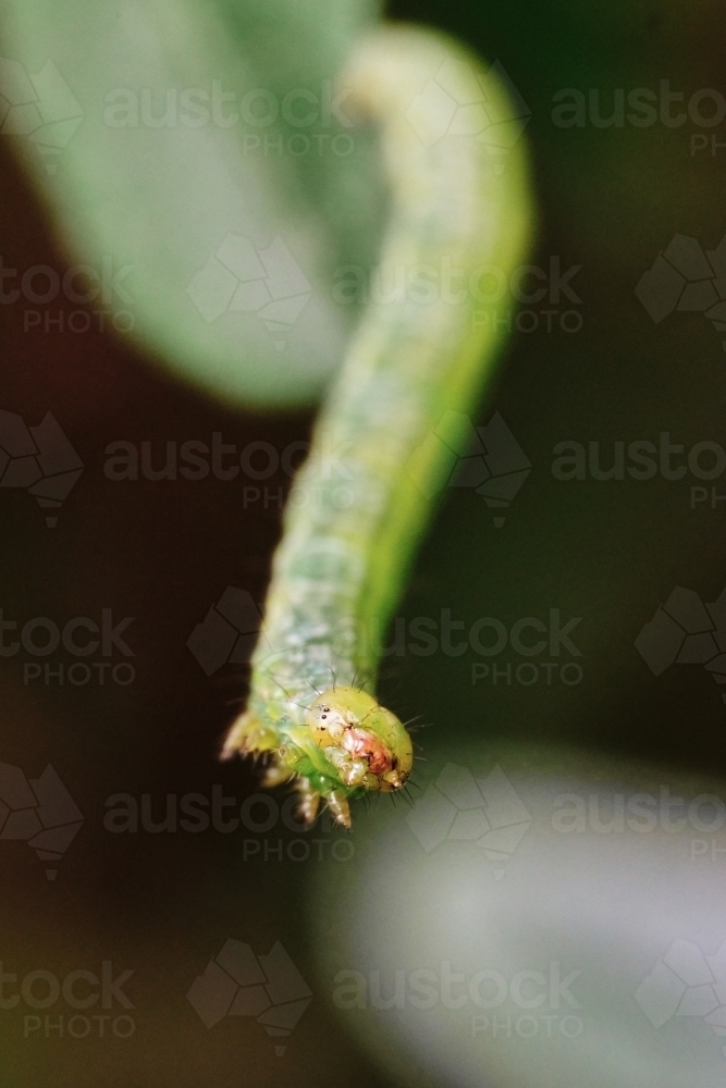 Caterpillar Hanging From Leaf - Australian Stock Image