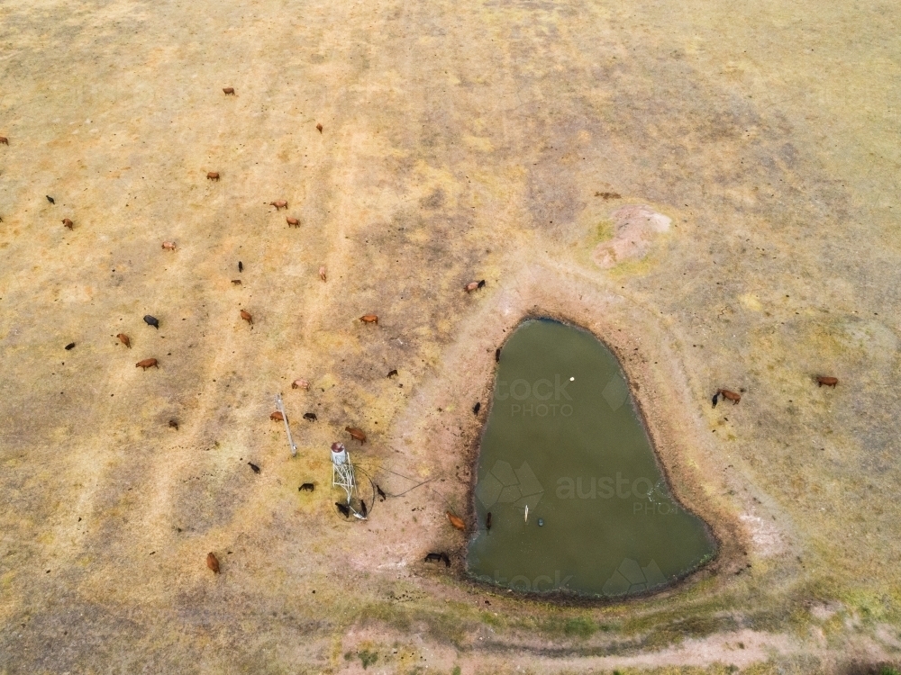 Cattle and dam on farm - Australian Stock Image