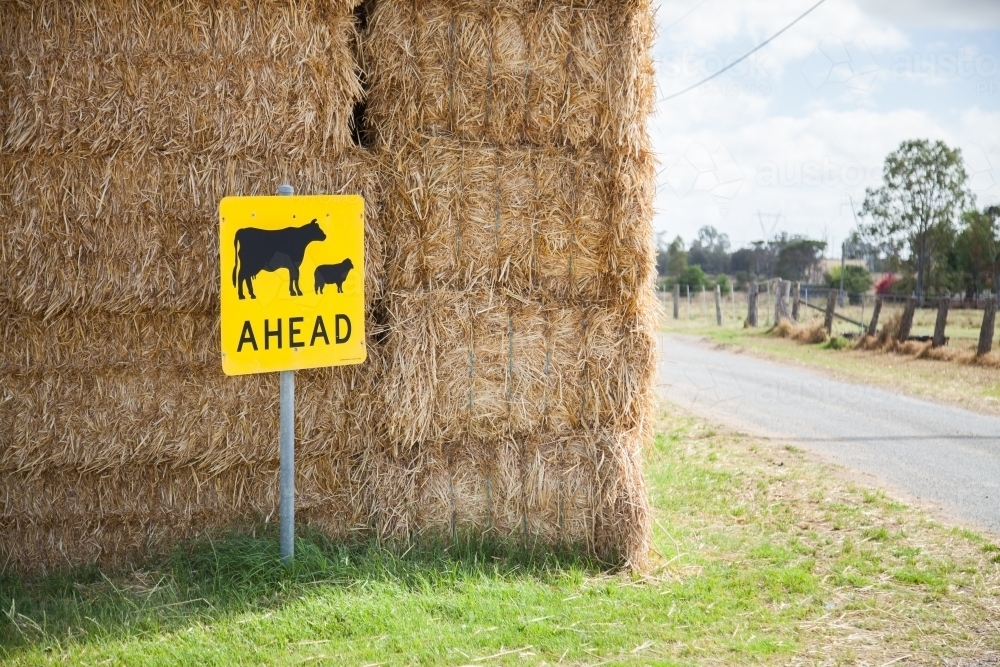 Cattle and sheep livestock ahead sign on rural country road - Australian Stock Image