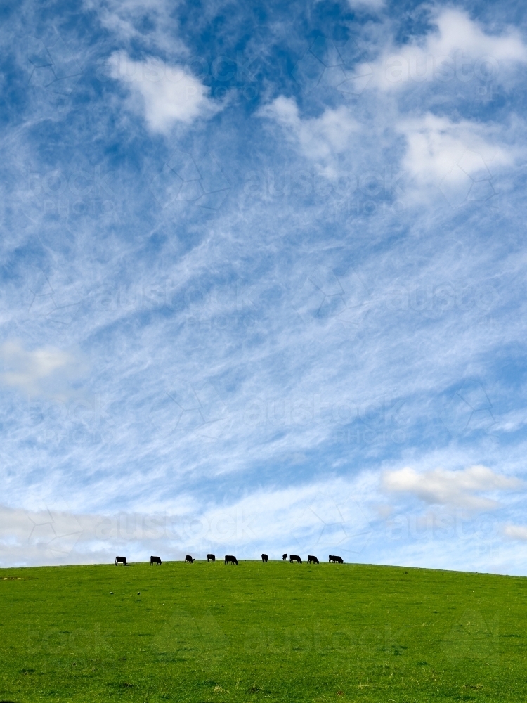 Cattle Atop a Hill Under a Cloudy Blue Sky - Australian Stock Image