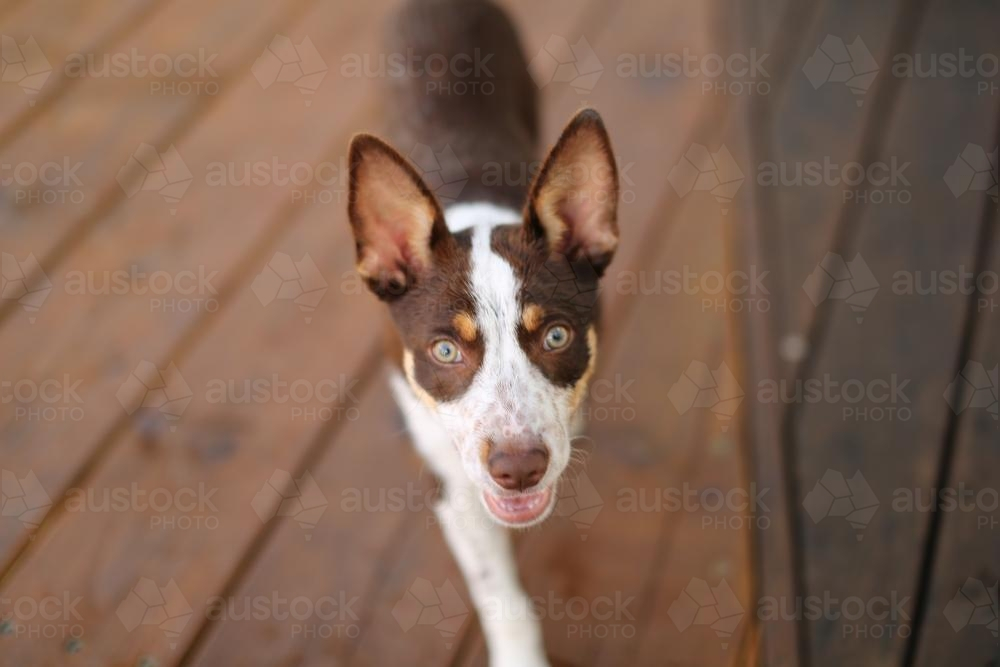 Cattle Dog Alert walking on wooden floor - Australian Stock Image
