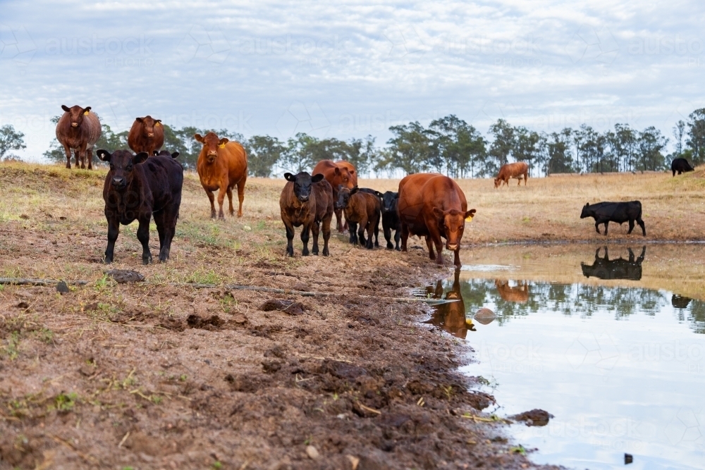 Cattle drinking from farm dam - Australian Stock Image