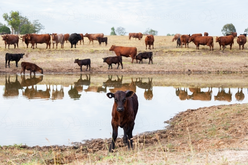 Cattle drinking from farm dam - Australian Stock Image