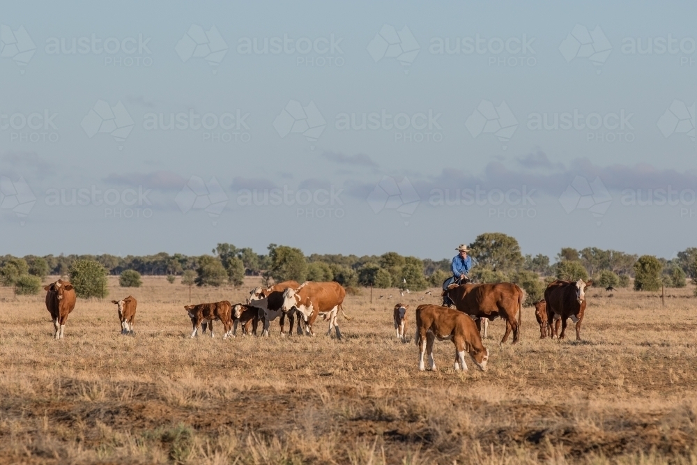 Cattle feeding during drought - Australian Stock Image