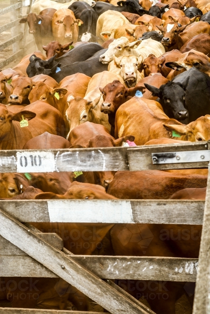 Cattle getting penned for sale at a regional saleyard. - Australian Stock Image