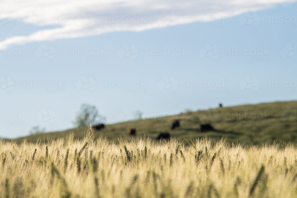 Cattle graze behind ripening wheat crop - Australian Stock Image