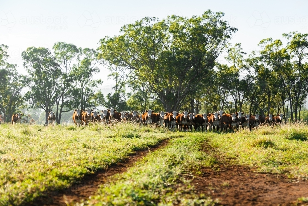 Cattle in a line along farm track watching - Australian Stock Image