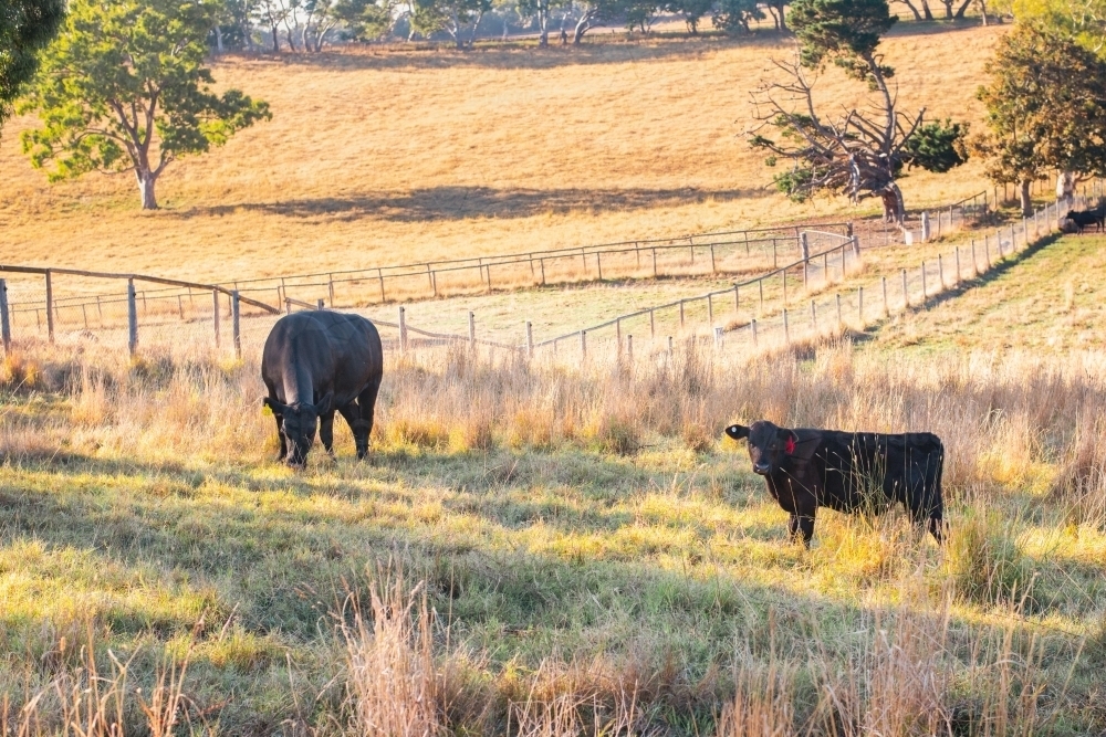 cattle in a paddock on a farm - Australian Stock Image