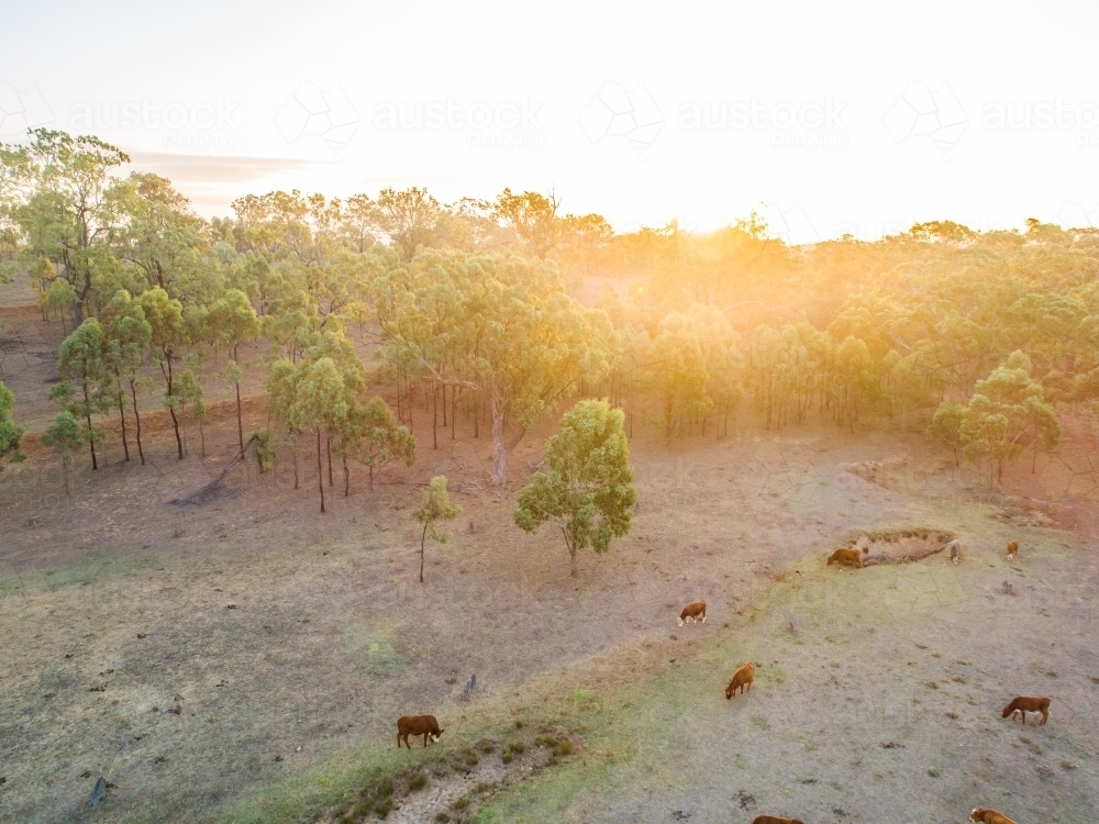 Cattle in dry paddock beside empty watercourse at sunset - Australian Stock Image