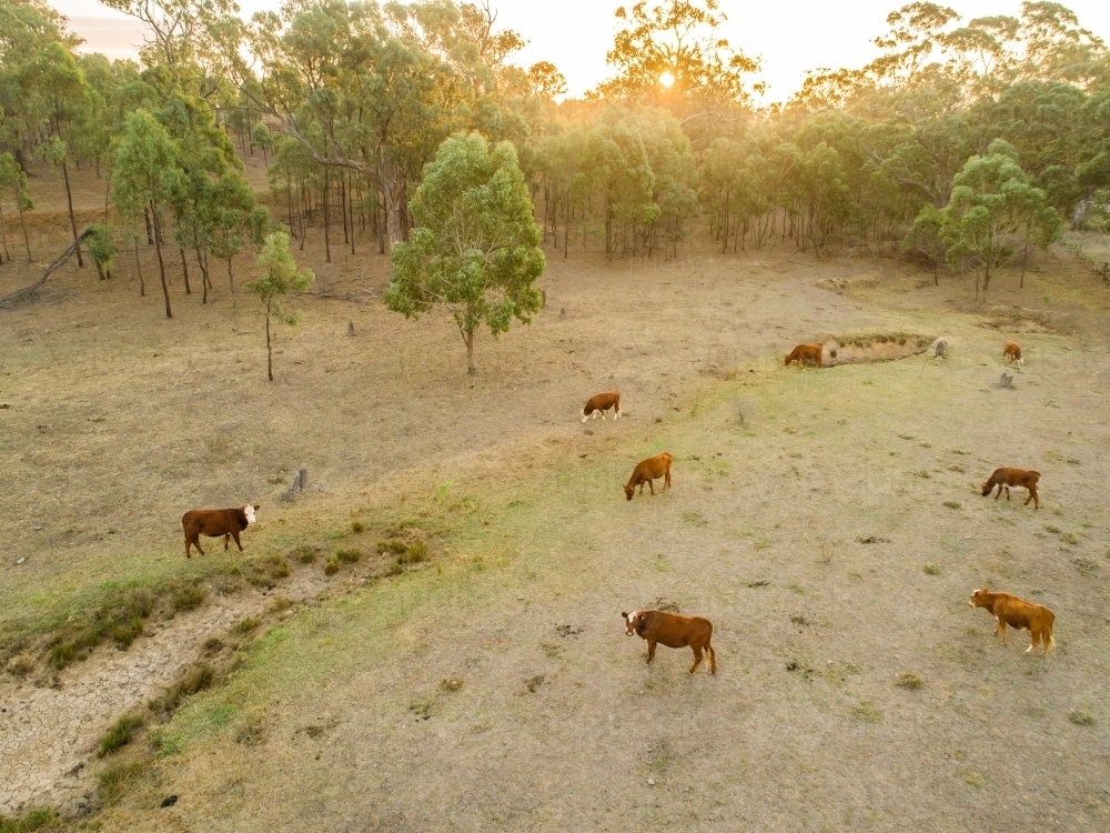 Cattle in dry paddock beside empty watercourse at sunset - Australian Stock Image