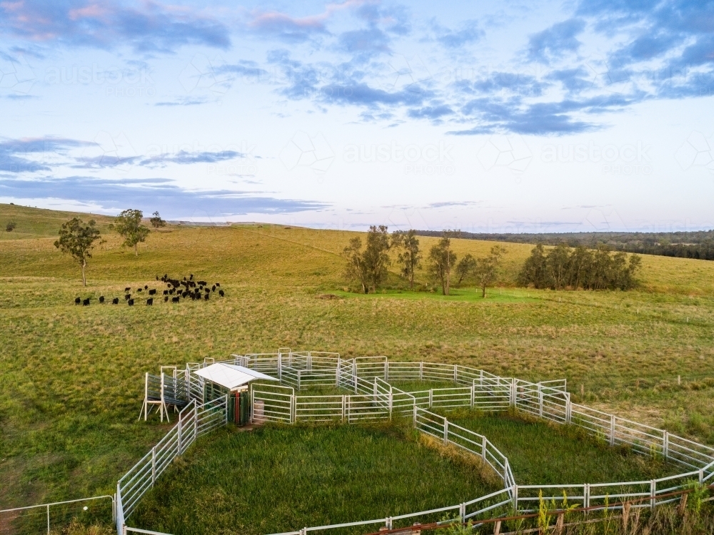 Cattle in farm paddock at dusk in distance with stockyards - Australian Stock Image
