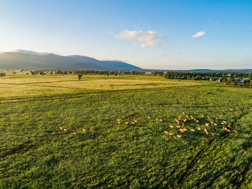 Cattle in green grass in paddock with hills in the distance - Australian Stock Image