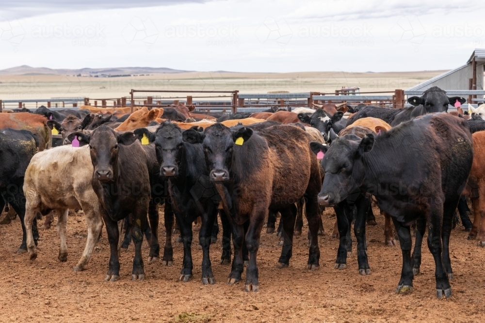 cattle in yards - Australian Stock Image