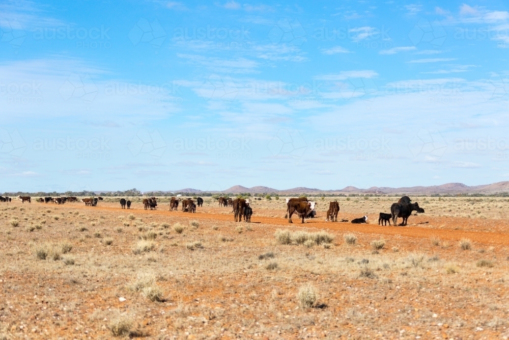 Cattle on station in outback New South Wales - Australian Stock Image