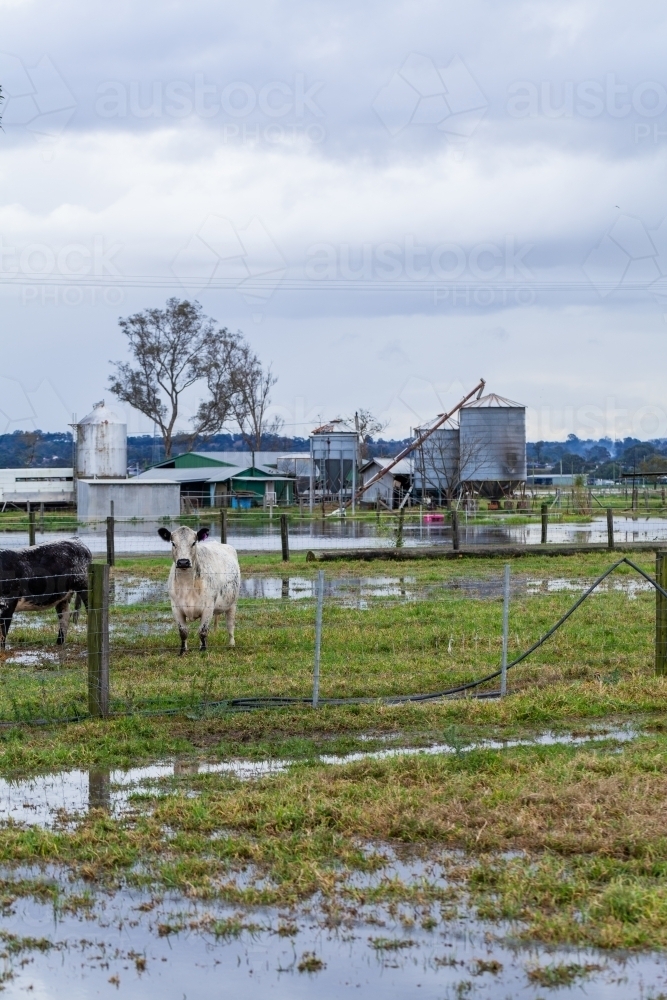 Cattle on wet muddy farm in rising floodwater during natural disaster flood event - Australian Stock Image