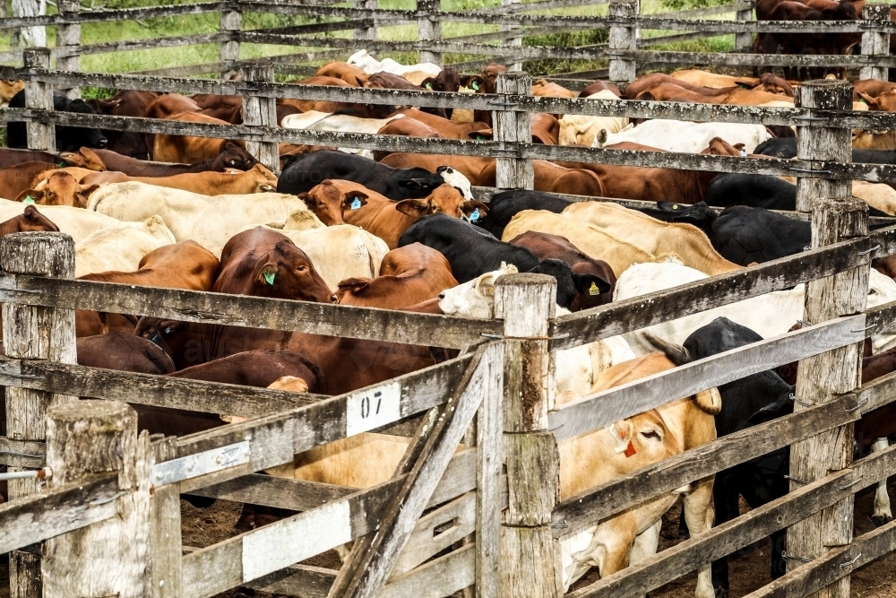 Cattle penned for sale at a regional saleyard. - Australian Stock Image