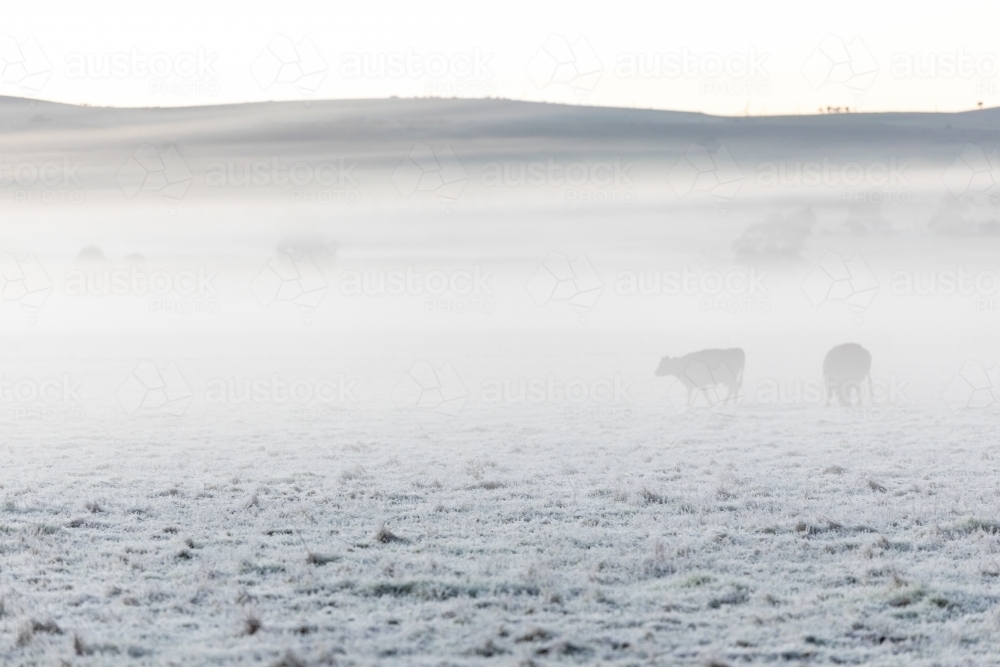 cattle through fog in a frosty paddock - Australian Stock Image