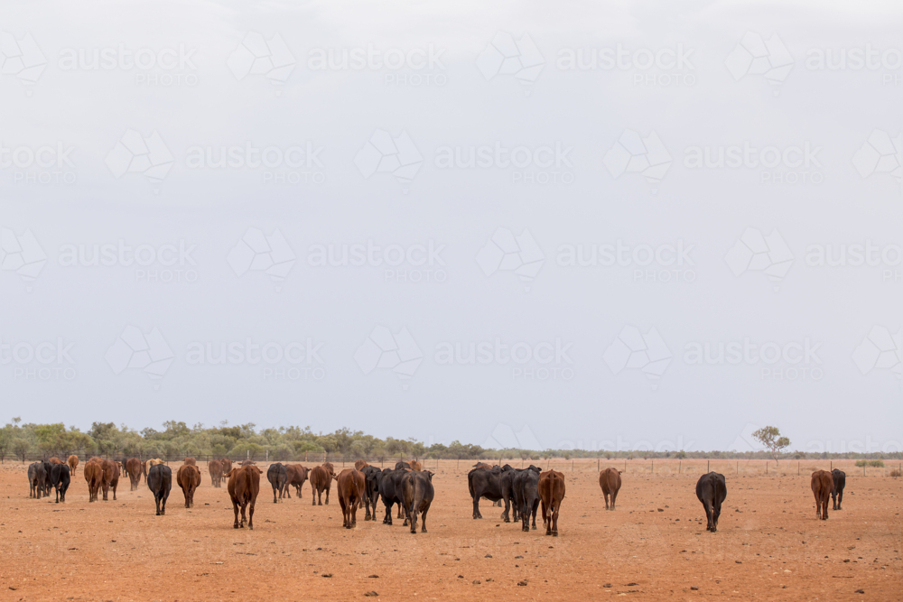 Cattle walking across a dry plain - Australian Stock Image