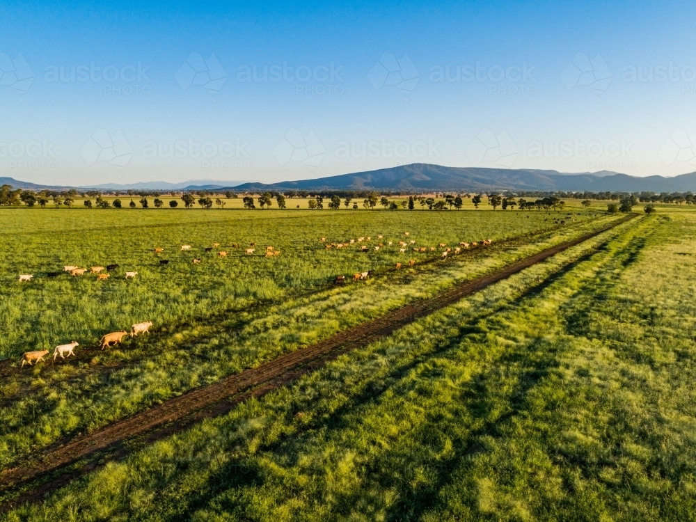 Cattle walking home along a path at the fence line through green paddock - Australian Stock Image