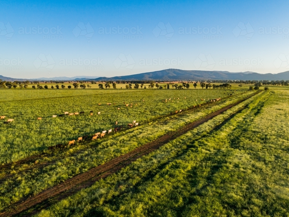 Cattle walking home along a path at the fence line through green paddock - Australian Stock Image