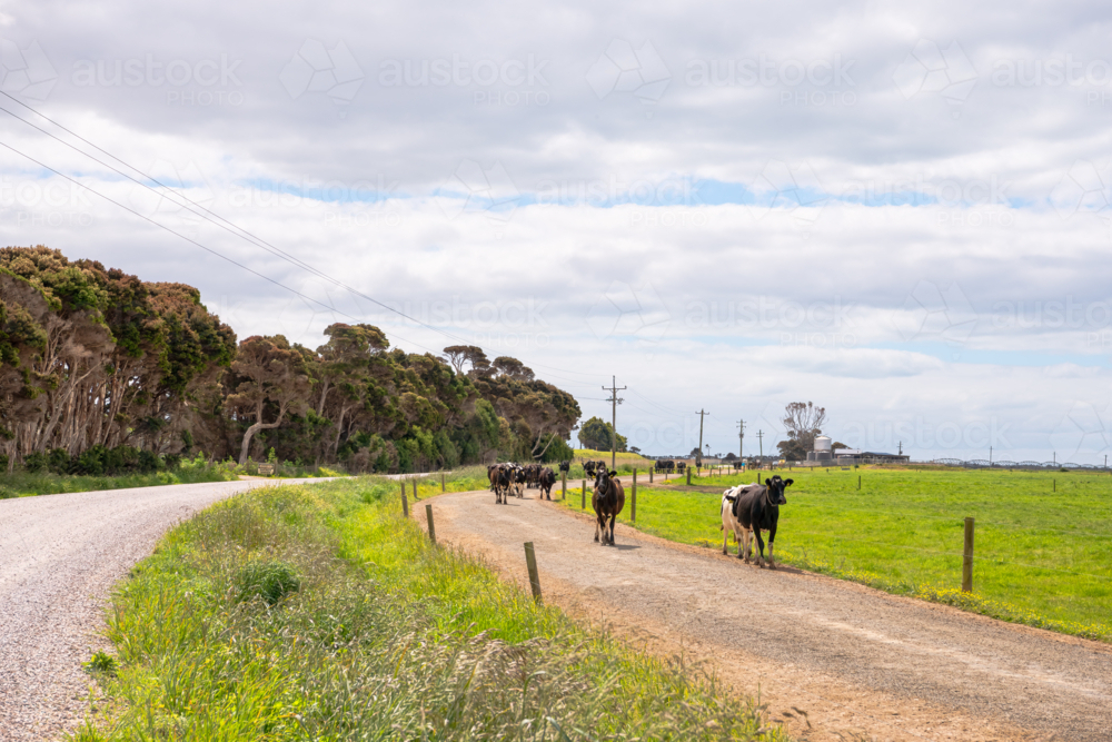 Cattles walking along the dirt road of the farm. - Australian Stock Image