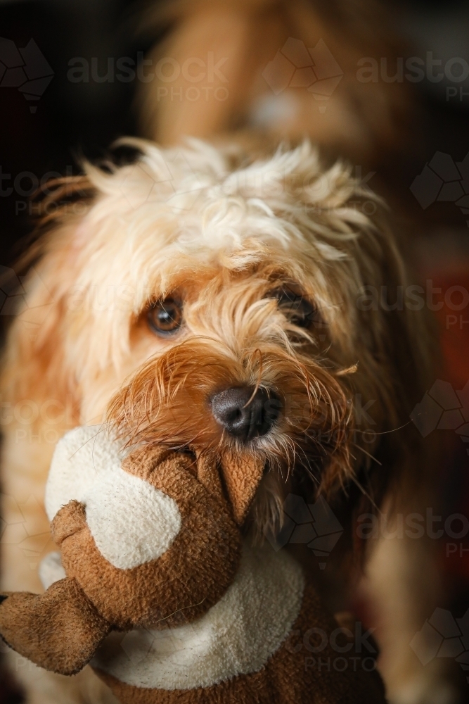 Cavoodle dog holding stuffed toy in mouth - Australian Stock Image