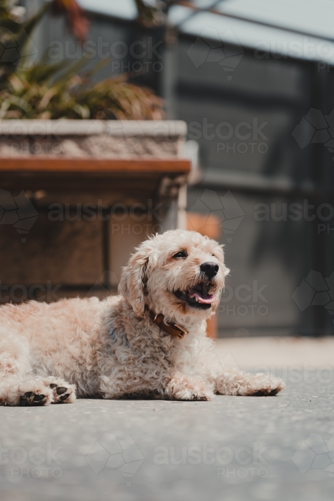 Cavoodle sitting in a backyard enjoying the sun - Australian Stock Image