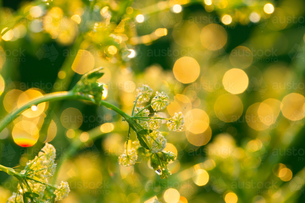 Celery plant gone to seed in garden backlit by golden sunrise light - Australian Stock Image