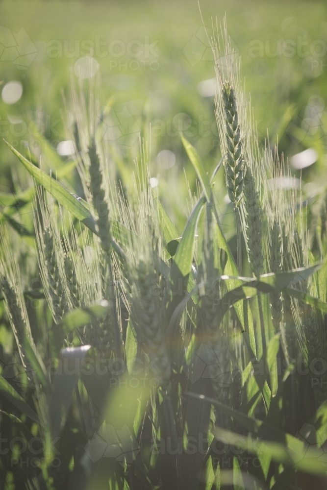 Cereal crop at head emergence in the Wheatbelt of Western Australia - Australian Stock Image